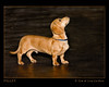 Paws N Effect Puppy Graduation June 1 2008 : 