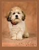Paws N Effect Puppy Graduation July 21, 2008 : 