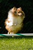 Paws 'N Effect agility practice 9-1-08 : 