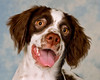 Paws N Effect Puppy Graduation Sept 14 2008 : We placed some of our favorite photographs (which we edited) at the beginning of this gallery. There are more photos at the end of this gallery.