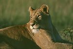 African Animals : 