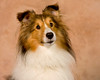 Paws N Effect 9-27-08 : Here are some great dog photographs from the Responsible Dog Ownership Day at Paws N Effect on Sept. 27th. There are some edited photographs at the beginning of this gallery and then a bunch of unedited photos at the end of the gallery. Enjoy!
