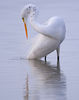Herons & Egrets : 