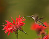 Hummingbirds : 