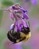 Insects : 