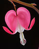 Flowers : 